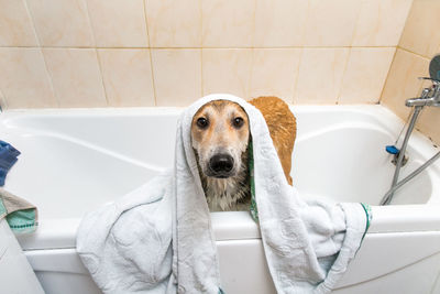 Portrait of dog in bathroom