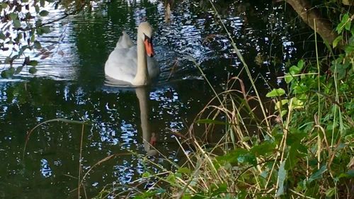 High angle view of swan in lake