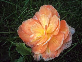 High angle view of orange flower