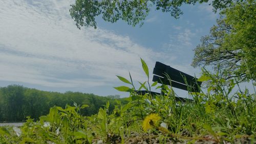 Low angle view of plants against sky