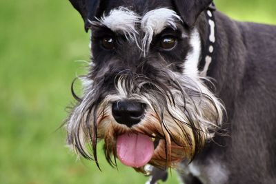 Close-up portrait of dog