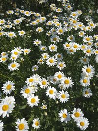 High angle view of daisy flowers on field