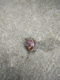 Close-up of snail shell