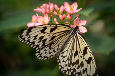 Close-up of butterfly pollinating on flower