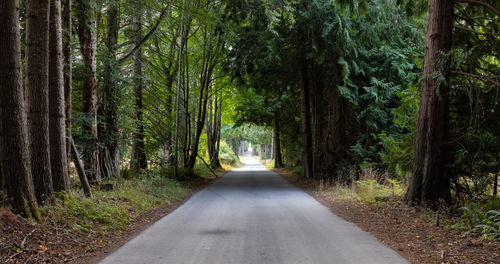 Road amidst trees in forest