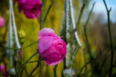 Close-up of pink flower blooming outdoors