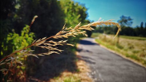 Close-up of wheat field against sky