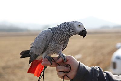 Close-up of hand holding bird