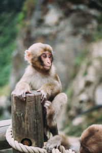 Portrait of monkey sitting on wood