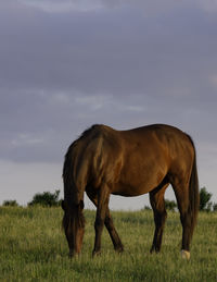 Brown thoroughbred mare grazing in a lush pasture in golden hour lighting with negative space above.