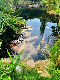 High angle view of plants growing on lake