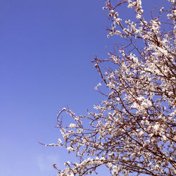 Low angle view of blossom tree against blue sky