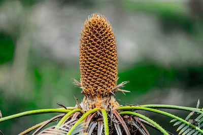 Close-up of wilted plant