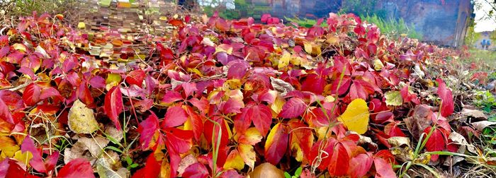 Close-up of flowering plants on field during autumn