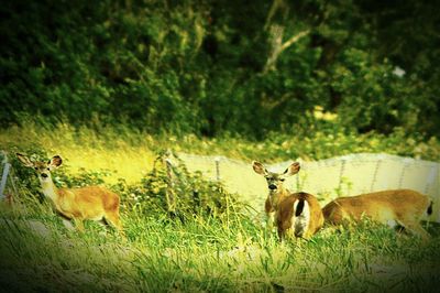 Cows grazing on grassy field