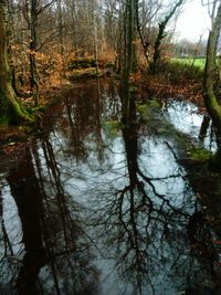 Reflection of trees in lake