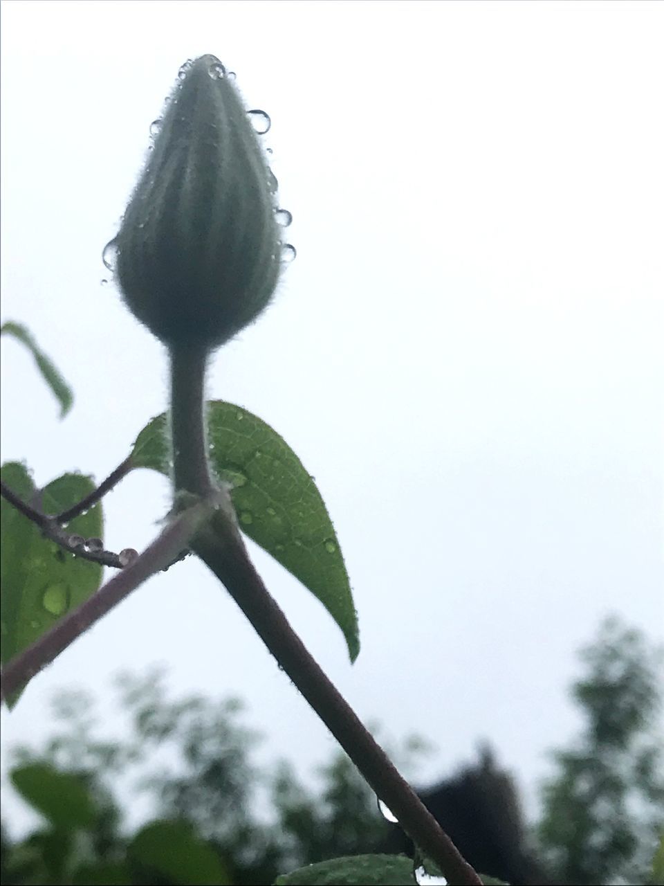 plant, growth, nature, close-up, no people, focus on foreground, beauty in nature, tree, plant part, leaf, sky, day, plant stem, freshness, low angle view, outdoors, clear sky, green color, vulnerability, fragility