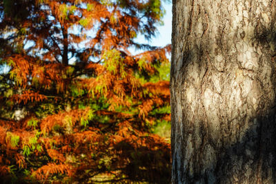 Close-up of tree trunk during autumn