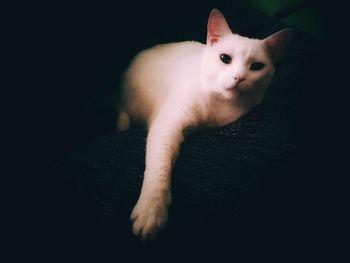 Portrait of white cat on sofa