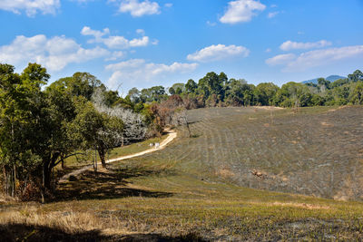 Trees on field against sky