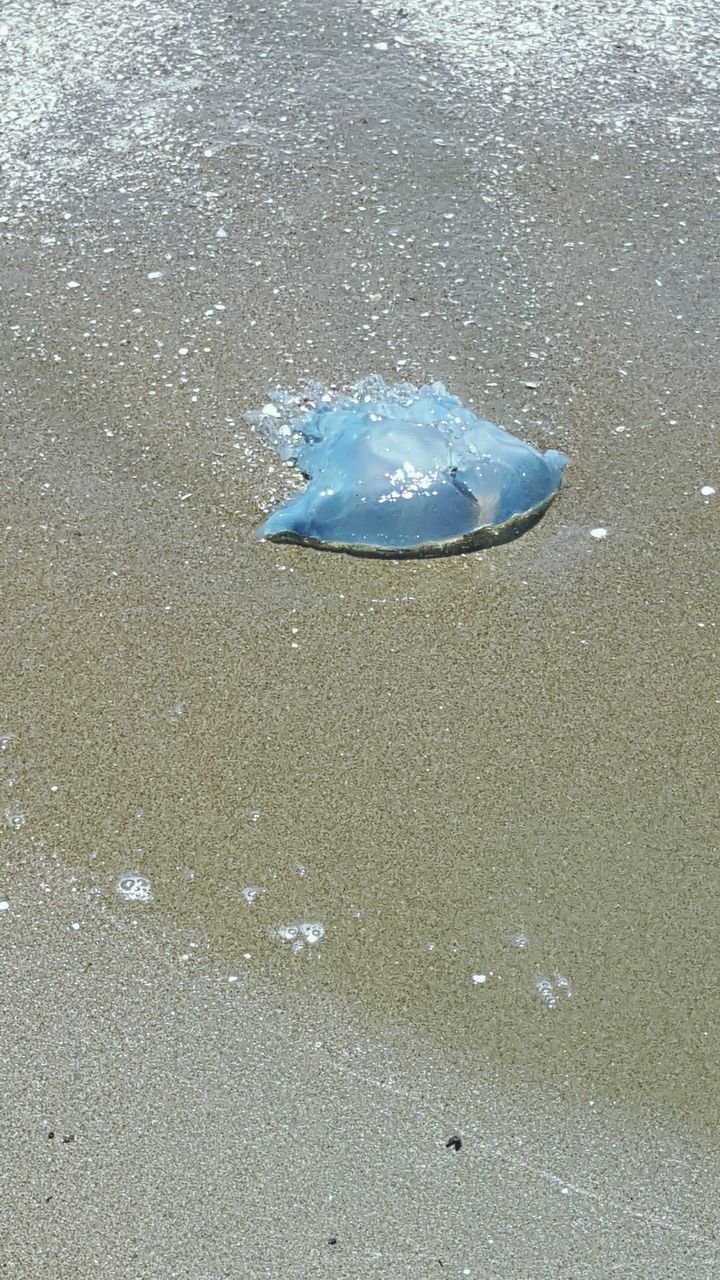 blue, water, no people, outdoors, animal themes, jellyfish, nature, underwater, day, sea life