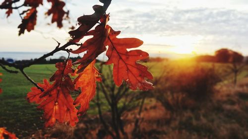 Close-up of red maple leaves against sky during sunset
