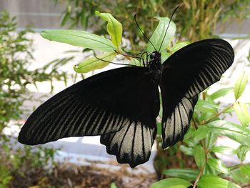 Close-up of butterfly on leaf