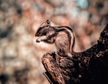 Close-up of squirrel on rock