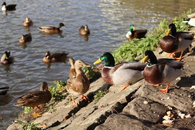 Flock of mallard ducks in lake