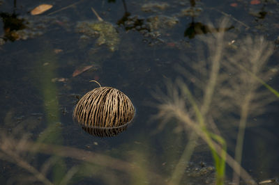 High angle view of shell on land