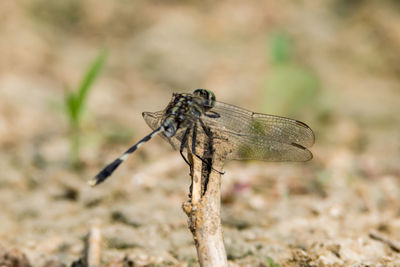 Close-up of dragonfly on rock
