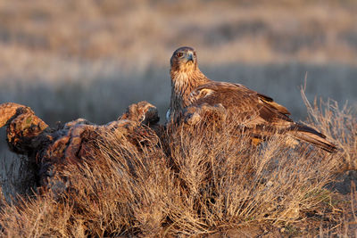 Bird perching on rock