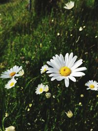 Close-up of white daisy flowers on field