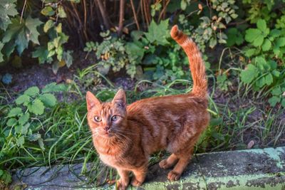 Portrait of ginger cat