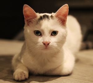 Portrait of cat sitting on floor