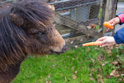 Hand feeding lion