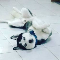 Dog lying on floor