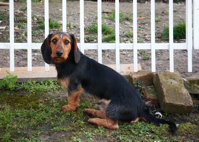 Portrait of dog sitting in grass