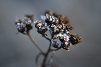 Close-up of wilted plant during winter