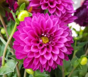 Close-up of pink flowers