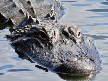 Close-up of crocodile in lake