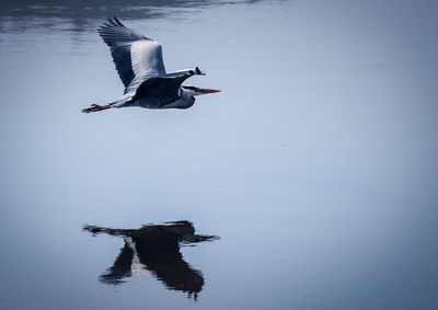 Bird flying over a lake