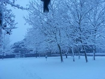 Bare tree on snow covered field