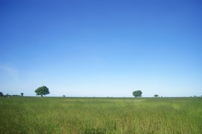 Scenic view of savannah against clear blue sky