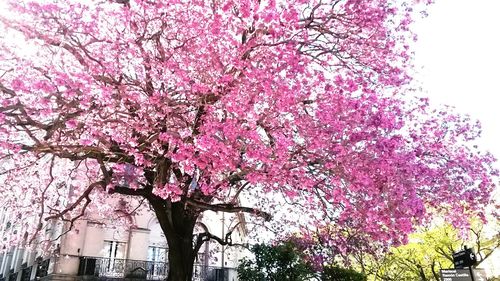 Low angle view of pink flowers