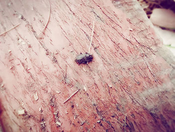 Close-up of insects on white surface