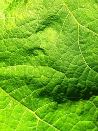 Macro shot of leaf