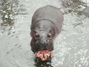 Close-up of horse in lake