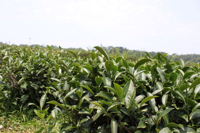 Close-up of corn field against clear sky