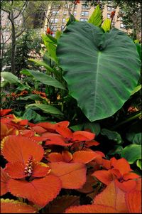 Close-up of green leaves